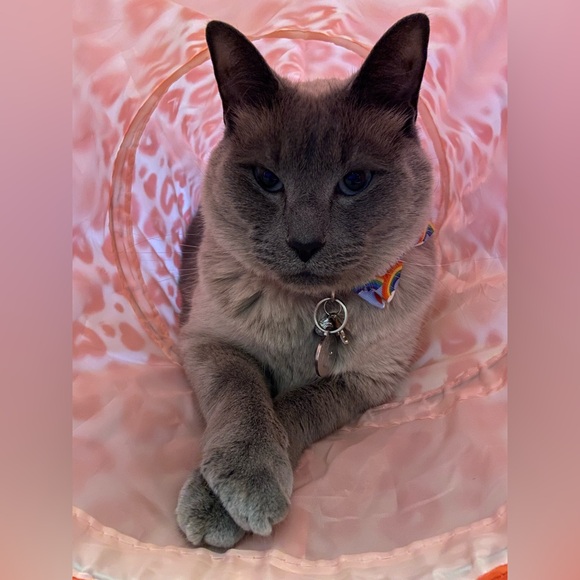 Meet your Posher, Gina - Picture 4 of 5